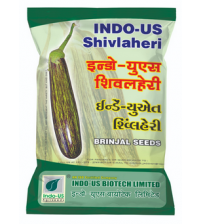 Brinjal Indo US Shivlaheri